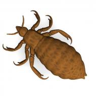 Can lice appear from nerves